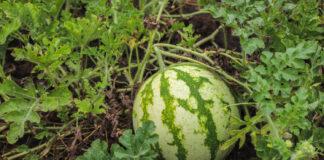Uprawa arbuza w gruncie — sadzenie, pielęgnacja i zbiory