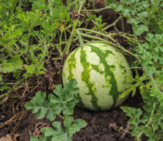 Uprawa arbuza w gruncie — sadzenie, pielęgnacja i zbiory