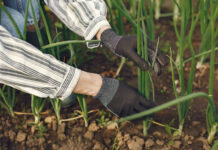 Sadzenie cebuli na szczypior