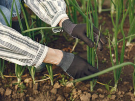 Sadzenie cebuli na szczypior