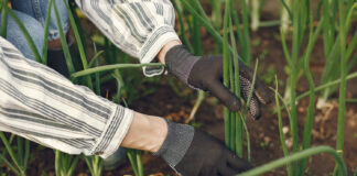 Sadzenie cebuli na szczypior