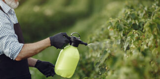 Zabiegi T1, T2, T3 – terminy, czym są zabiegi fungicydowe