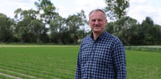 W świętokrzyskim zagłębiu marchwi