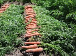 Wczesne odmiany marchwi – zbiory już na poczatku lipca wczesne odmiany marchwi