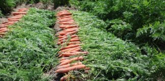 Wczesne odmiany marchwi – zbiory już na poczatku lipca wczesne odmiany marchwi