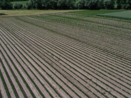 Rolnicy nie muszą obawiać się KSeF, ale powinni się dobrze przygotować pole marchwi, KSeF,
