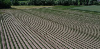 Rolnicy nie muszą obawiać się KSeF, ale powinni się dobrze przygotować pole marchwi, KSeF,