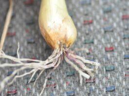 Różowienie korzeni u cebuli
