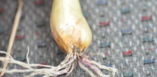 Różowienie korzeni u cebuli