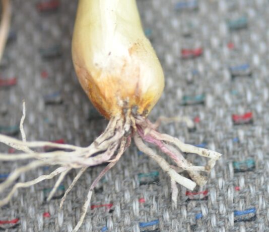 Różowienie korzeni u cebuli