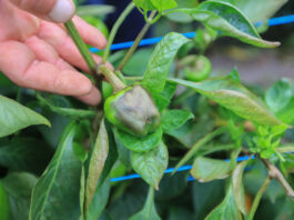Ten nowy szkodnik papryki coraz mocniej się nasila