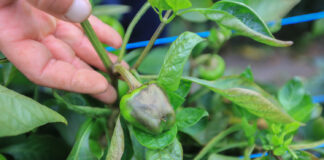 Ten nowy szkodnik papryki coraz mocniej się nasila