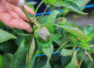 Ten nowy szkodnik papryki coraz mocniej się nasila