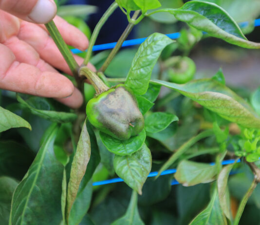 Ten nowy szkodnik papryki coraz mocniej się nasila