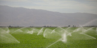 Nawadnianie pól uprawnych – rodzaje systemów nawadnianie pól uprawnych nawadnianie upraw rolniczych nawadnianie upraw nawadnianie pól nawadnianie polowe podlewanie pól uprawnych systemy nawadniania pola systemy nawadniania w rolnictwie podlewanie pola nawadnianie upraw ogrodniczych