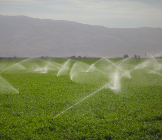 Nawadnianie pól uprawnych – rodzaje systemów nawadnianie pól uprawnych nawadnianie upraw rolniczych nawadnianie upraw nawadnianie pól nawadnianie polowe podlewanie pól uprawnych systemy nawadniania pola systemy nawadniania w rolnictwie podlewanie pola nawadnianie upraw ogrodniczych