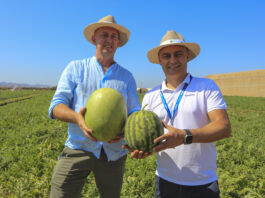 Wybraliśmy najlepsze odmiany arbuzów do uprawy w Polsce