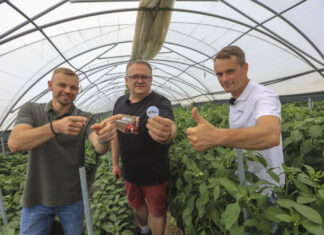 Wyzwania sezonu 2025 w uprawie papryki. Opinie ekspertów projektu Papryka #ShelfLife