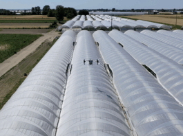 Cieniowanie tuneli z papryką przy pomocy dronów cieniowanie tuneli