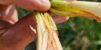 Bakteriozy na cebuli z siewu bakterioza cebuli