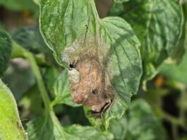 Zaraza ziemniaka w natarciu