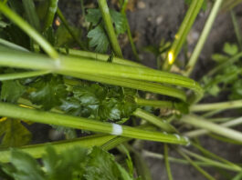 Mączniak prawdziwy na pietruszce korzeniowej