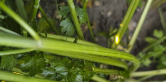 Mączniak prawdziwy na pietruszce korzeniowej