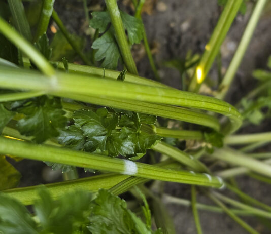 Mączniak prawdziwy na pietruszce korzeniowej