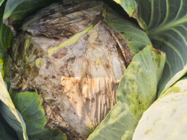 Fuzarium atakuje kapustę głowiastą. Czy można się chronić?