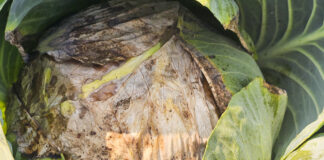 Fuzarium atakuje kapustę głowiastą. Czy można się chronić?