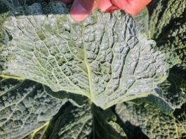 Mączliki w natarciu – kapustne zagrożone. Co naprawdę działa?