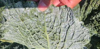 Mączliki w natarciu – kapustne zagrożone. Co naprawdę działa?