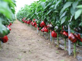 Co nowego na Przystanku Papryka? Przystanek Papryka, Hazera, papryka
