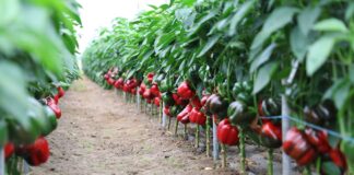 Co nowego na Przystanku Papryka? Przystanek Papryka, Hazera, papryka