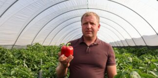 Największe problemy na plantacjach papryki w sezonie 2025