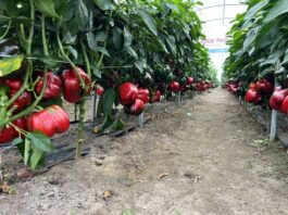 Wysoki plon papryki mimo niesprzyjającej pogody
