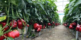 Wysoki plon papryki mimo niesprzyjającej pogody