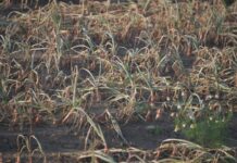 Dlaczego wciornastki zniszczyły cebulę w sezonie 2025