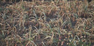 Dlaczego wciornastki zniszczyły cebulę w sezonie 2025