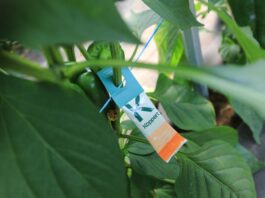 Biologiczne środki ochrony roślin – przyszłość nowoczesnego rolnictwa. Ale …