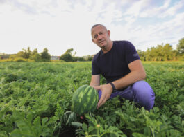 Arbuzy w Polsce? Tak – i to w trudnym sezonie. Plantacja pod Sandomierzem pokazuje potencjał