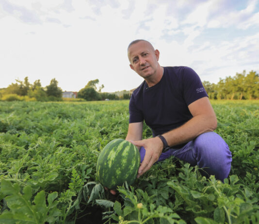 Arbuzy w Polsce? Tak – i to w trudnym sezonie. Plantacja pod Sandomierzem pokazuje potencjał
