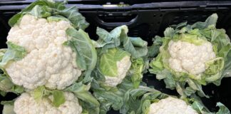 Kalafiory i brokuły – ceny na początku sierpnia kalafiory i brokuły, ceny kalafiora, ceny brokułów