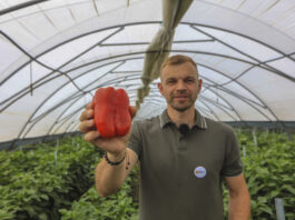 Jak prawidłowo nawozić paprykę w trakcie owocowania i zapobiec „suchej”