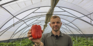 Jak prawidłowo nawozić paprykę w trakcie owocowania i zapobiec „suchej”