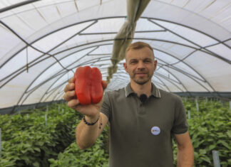 Jak prawidłowo nawozić paprykę w trakcie owocowania i zapobiec „suchej”