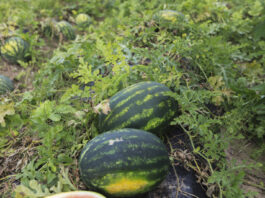 Uprawa arbuzów w Polsce – czy to się opłaca? Sukcesy polskich plantatorów w sezonie 2025