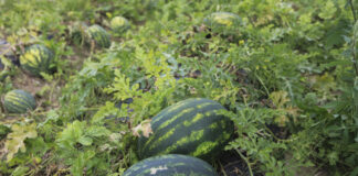 Uprawa arbuzów w Polsce – czy to się opłaca? Sukcesy polskich plantatorów w sezonie 2025