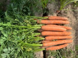 Marchew w fazie intensywnego przyrastania korzeni