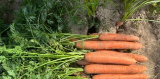 Marchew w fazie intensywnego przyrastania korzeni